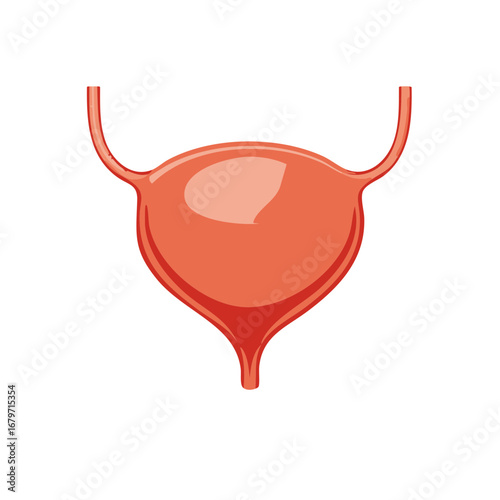Human Urinary Bladder Anatomical Diagram Vector Illustration