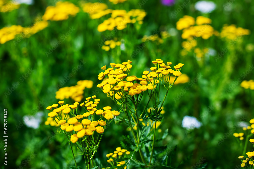 Fototapeta premium Vibrant Yellow Wildflowers Are Blooming Beautifully in the Meadow