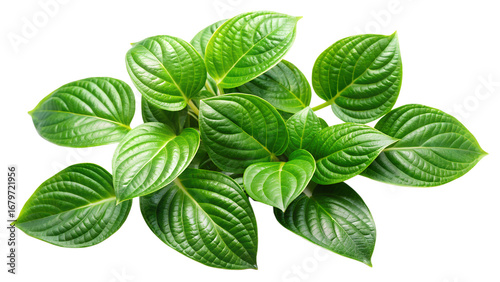 Lush green leaves isolated on transparent background, displaying intricate vein patterns and vibrant color, ideal for natural and organic designs