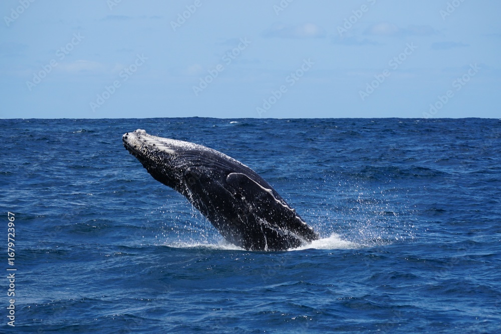 Obraz premium humpback whale tail