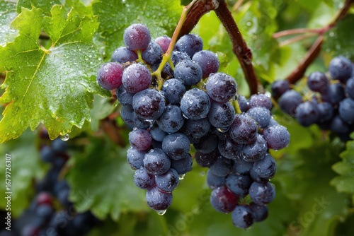 Wallpaper Mural Dew-Kissed Grapes: Plump and Juicy Cluster on Lush Green Vines Torontodigital.ca