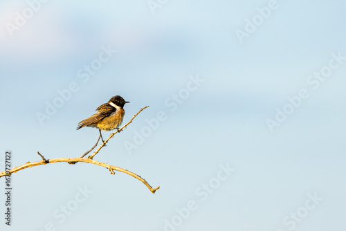 Photography Male Stonechat (Saxicola rubicola) on Bull Island, Dublin, a bird of coastal areas