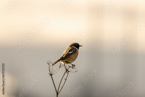Canvas Print Male Stonechat (Saxicola rubicola) on Bull Island, Dublin, a bird of coastal areas
