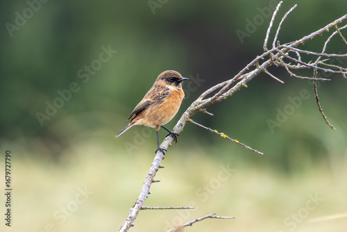 Canvas Print Male Stonechat (Saxicola rubicola) on Bull Island, Dublin, a bird of coastal areas