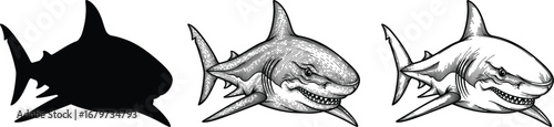 Fearsome shark silhouette and detailed illustrations showcasing its powerful form