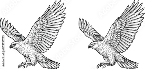 Two detailed illustrations of a hawk in mid-flight with wings spread wide