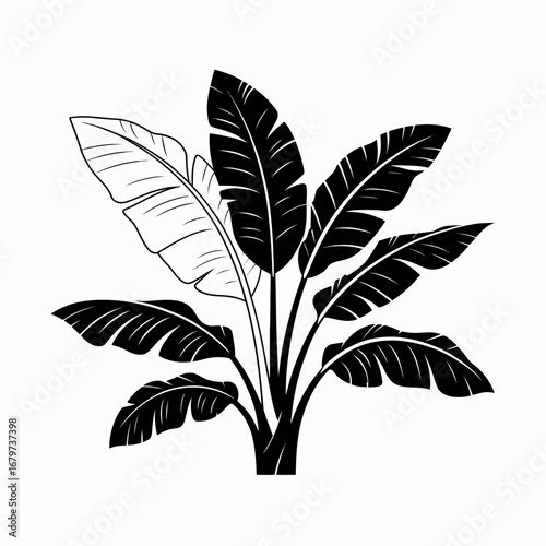 Striking silhouette of a lush banana tree with detailed leaf veins