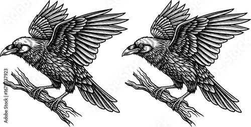 Two detailed black crows perched on a branch, wings spread in a vintage illustration style.
