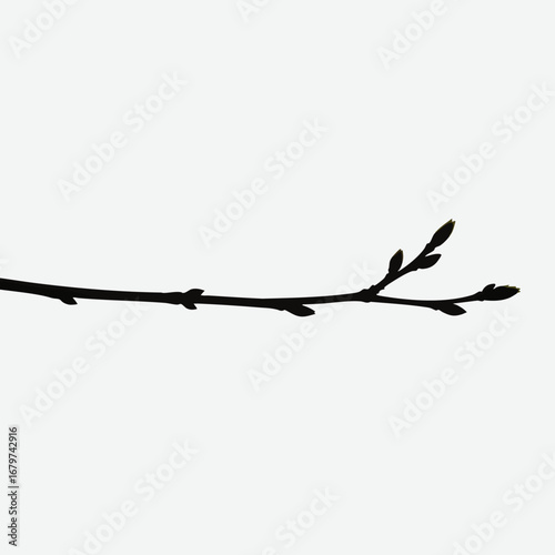 Simple Tree Branch with New Growth.