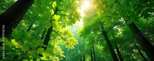 Lush green forest canopy, sunlight dappling through leaves, creating a vibrant, tranquil scene  Perfect for nature, environment, and ecology themes ,  texture,  outdoor,  canopy