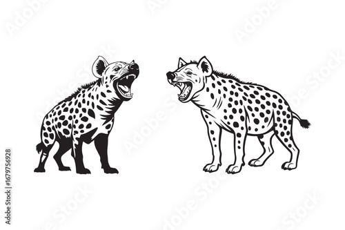 Two hyenas facing each other with open mouths
