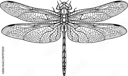 Delicate dragonfly silhouette vector