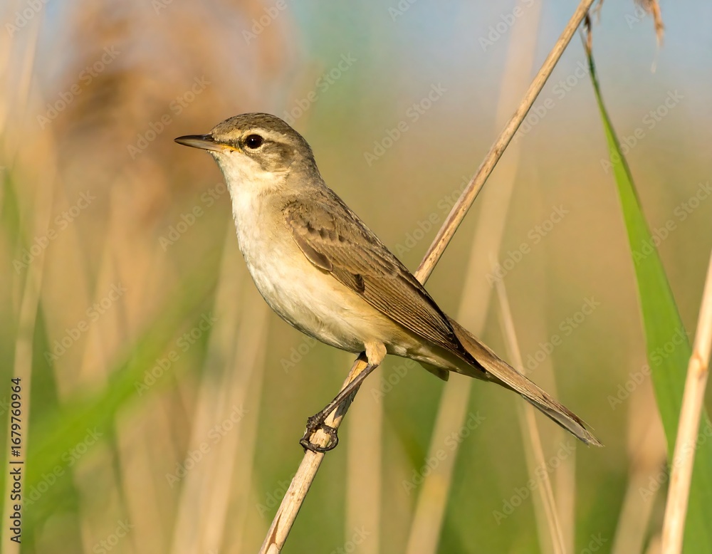 Fototapeta premium Small bird perched on a reed