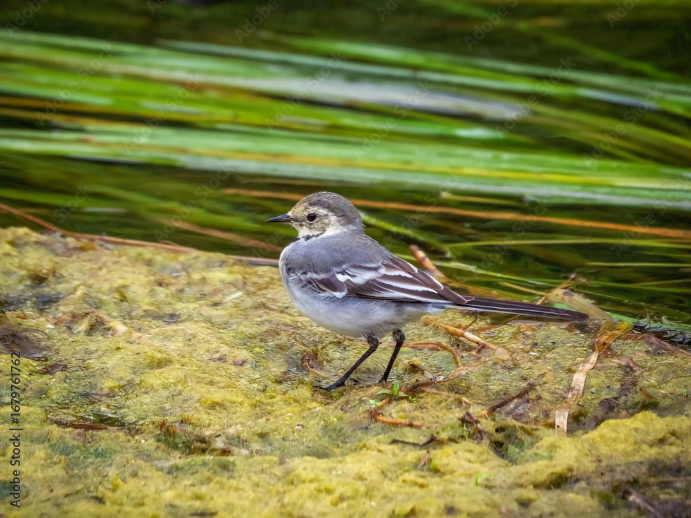 Fototapeta premium Fluffy white wagtail posing for the camera