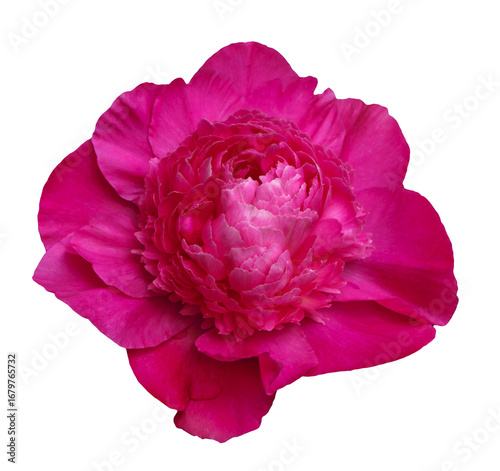 Beautiful Pink Peony Flower On A Transparent Background Close-Up