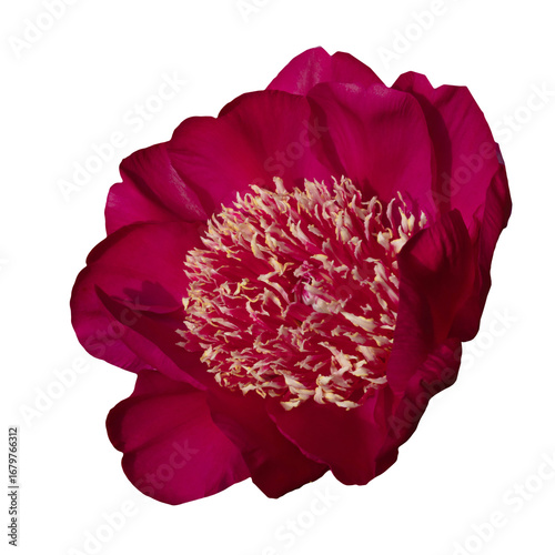 Close-up of a vibrant dark pink peony in full bloom isolated on transparent