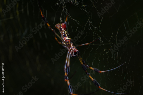 Golden Silk Orb Weaver Spider on Web in Nature