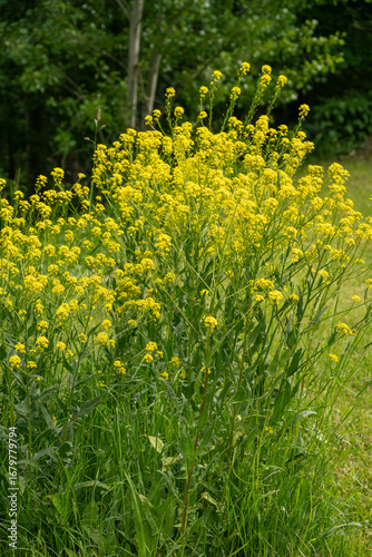 Εκτύπωση καμβά Turkish wartycabbage yellow wild flowers Bunias orientalis, hill mustard or turk