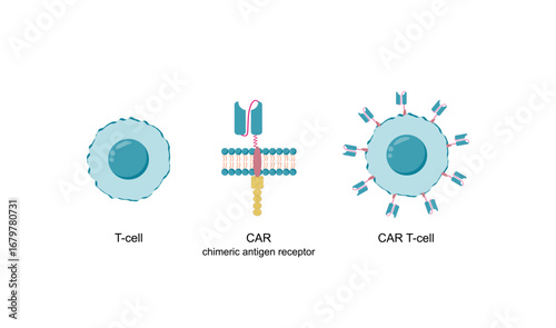 T-cell and Chimeric antigen receptor T cell ,CAR T cell, for use in immunotherapy. Chemotherapy. Vector illustration.