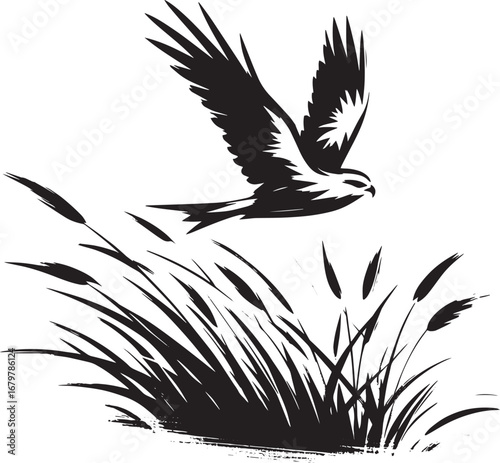 Silhouette of a soaring bird of prey over tall grass, a black and white vector illustration