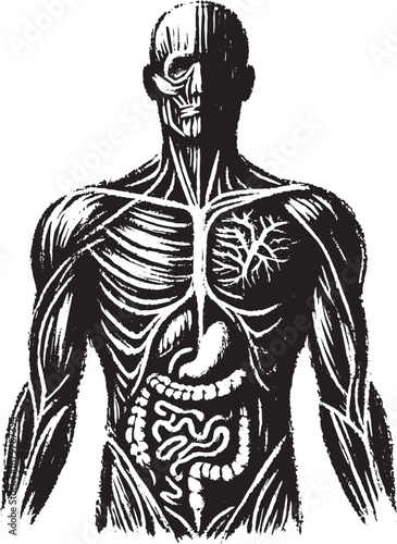 Anatomy Illustration Depicting Human Musculoskeletal System and Internal Organs in Monochrome Style