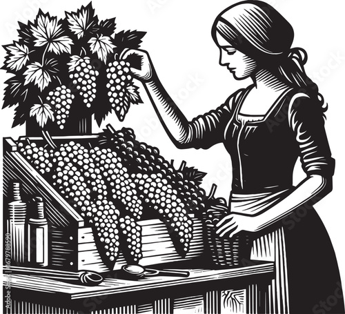 Black and white vintage illustration of a woman harvesting grapes from a wooden crate display