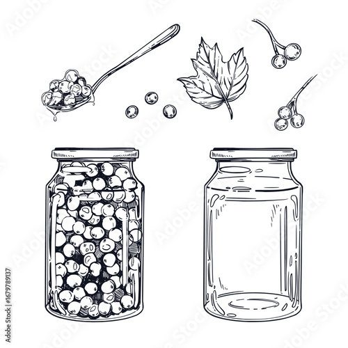A set of vector illustrations on the theme of blanks, preservation of viburnum berry jam, an empty jar, a teaspoon with jam. Everything is hand-drawn with ink, for printing on paper, packaging.