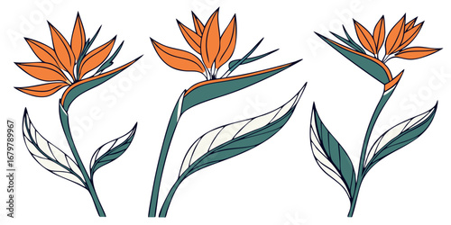 Bird of Paradise Vector Set Exotic Tropical Orange Blue Decorative Bloom