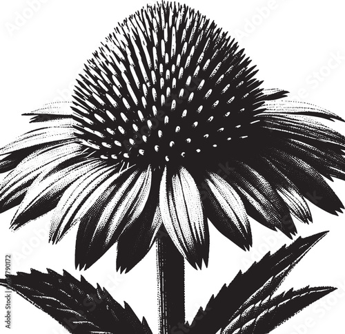 Detailed Black and White Illustration of a Coneflower Depicting Botanical Accuracy