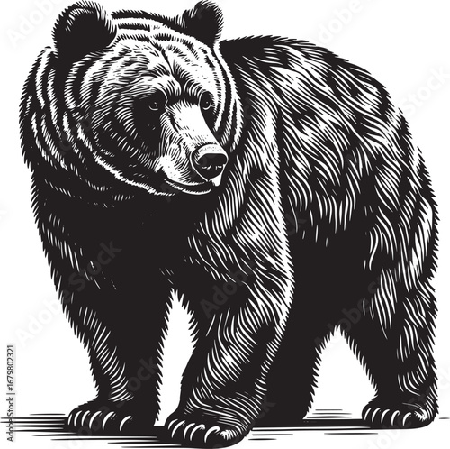 Detailed black and white illustration of a grizzly bear isolated on a white background