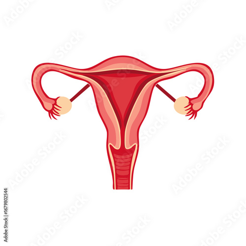 Female Reproductive System Anatomy Vector Illustration, Uterus Ovaries Fallopian Tubes