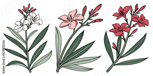 Oleander Vector Set Mediterranean Pink Red Bloom Bold Decorative Artwork