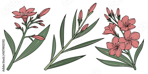 Oleander Vector Set Mediterranean Pink Red Bloom Bold Decorative Artwork