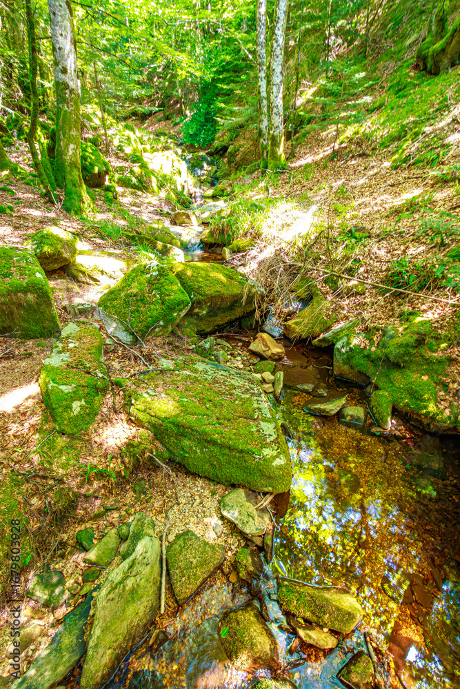 Fototapeta premium Stream landscape in the Haut Languedoc region of southern France. Small waterfalls and water running through the forests of Hérault. 