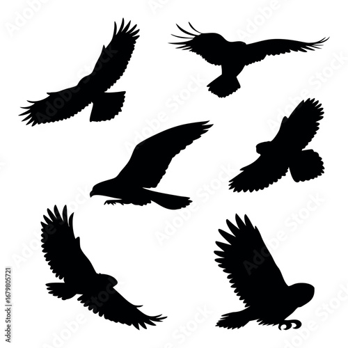 Winged Hunters of Sky and Shadow