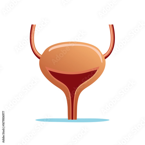 Detailed illustration of a human bladder anatomy and surrounding structures