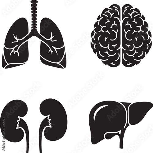 Human anatomy icons set brain lungs kidneys liver medical health care symbol collection silhouette