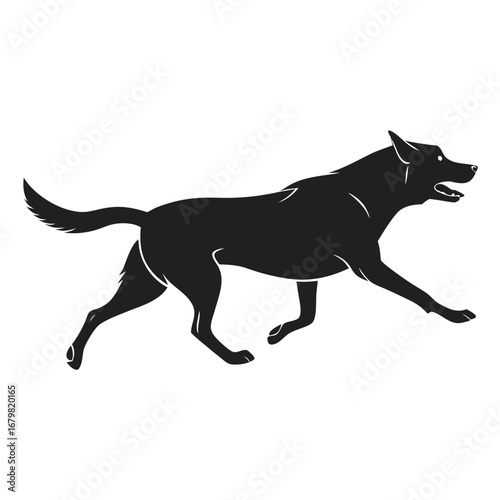 Dog running