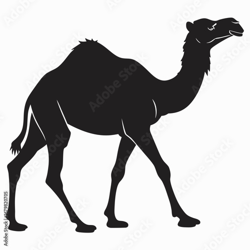 Camel in desert