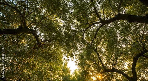 Looking up through a lush green tree canopy with golden sunlight filtering through the leaves.