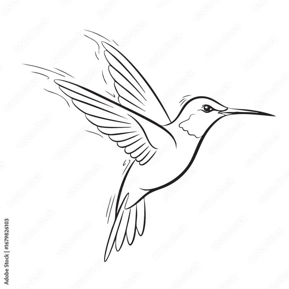 Fototapeta premium Black Outline Drawing of a Hummingbird in Flight with Detailed Wings on White Background flying