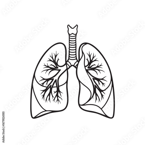 Black outline illustration of human lungs with trachea and bronchi on a white background anatomy