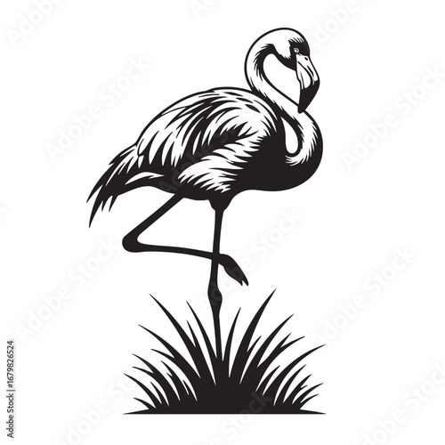 Black Silhouette of a Flamingo Standing on One Leg in Tall Grass on White Background bird animal
