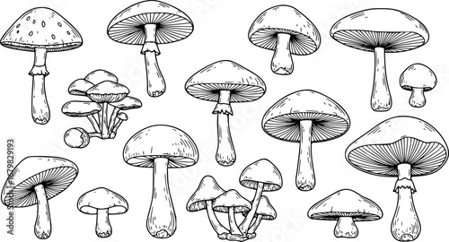Set of different mushrooms. Collection of stylized edible or psychedelic mushrooms. Vector illustration on white background. Linear Art.