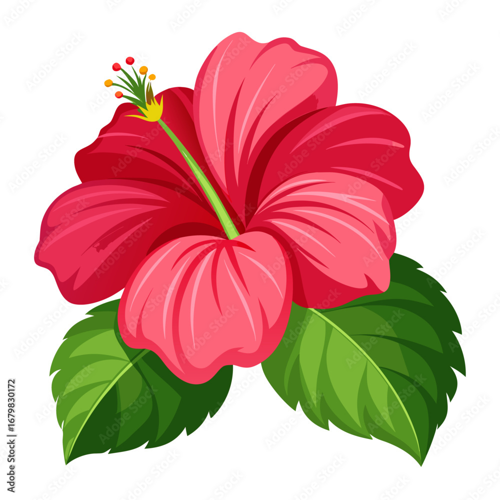 Fototapeta premium Red Hibiscus Flower with Green Leaves Illustration