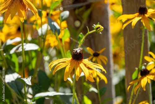 Biene sitzt auf gelber Pflanze und sammelt Nektar