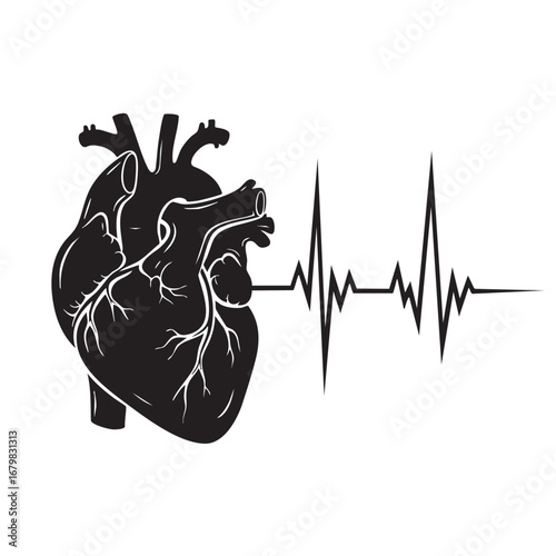 Anatomical Heart Silhouette Connected to a Heartbeat EKG Line human heart cardiology