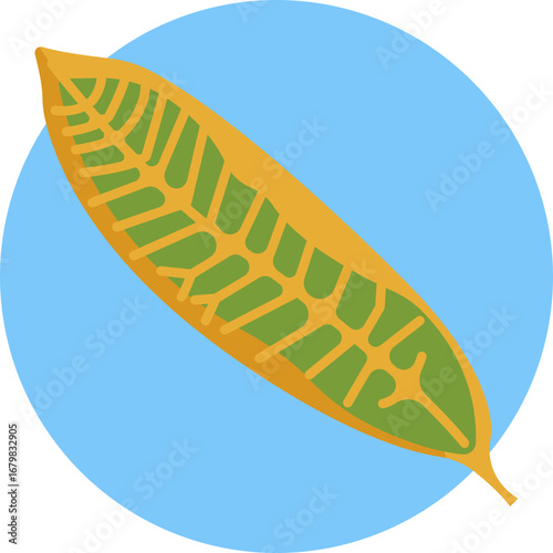 A slender, upright tropical plant with glossy, green leaves.