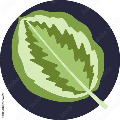A climbing tropical plant with small, heart-shaped leaves and distinctive fenestrations.