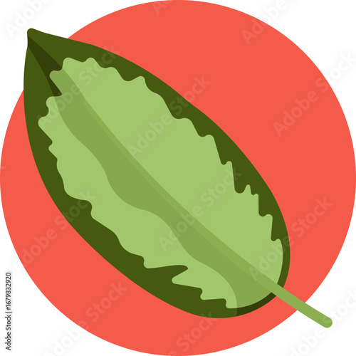 Decorative tropical plant leaf, commonly known as Chinese evergreen.